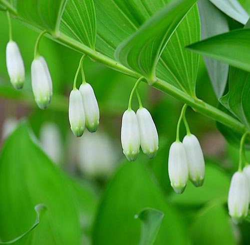 Polygonatum Officinale Rhizome Root Extract soothes and heals irritated and itchy skin with anti-bacterial properties