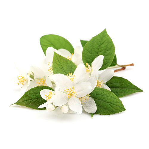 Botanical extracts of jasmine increase skin elasticity and help balance moisture in the skin to naturally reduce dryness
