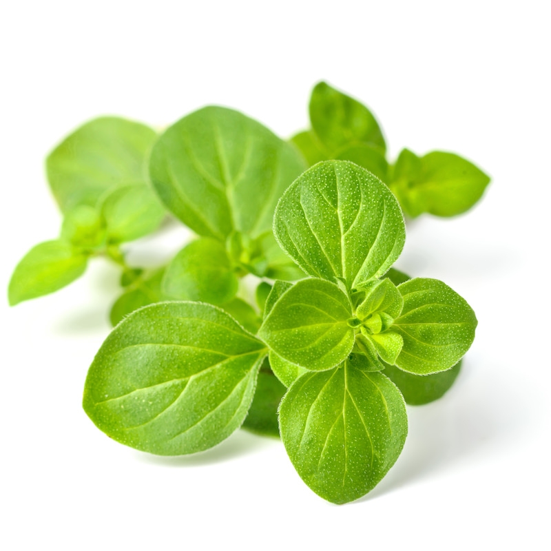oregano essential oil is able to protects the skin from infections and also protects the product from deterioration by microbial growth.