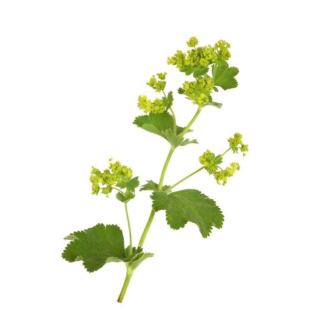 Alchemilla Vulgaris has potent anti-inflammatory properties while function as a highly effective astringent