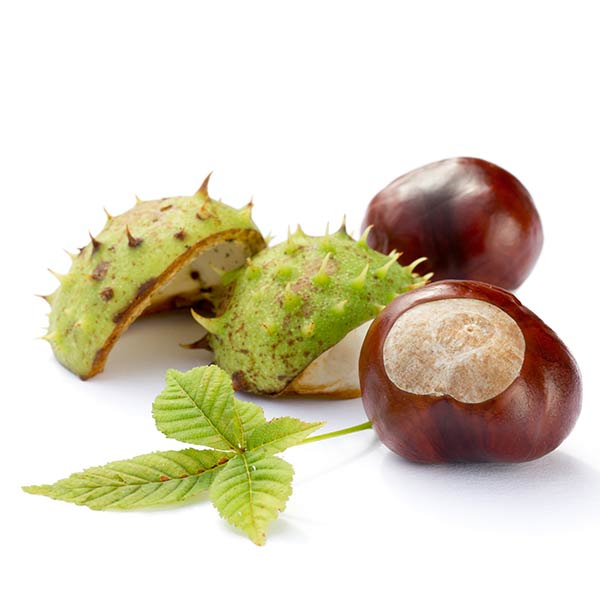 Horse Chestnut Seed Extract is potent anti-inflammatory and aid in skin softening.