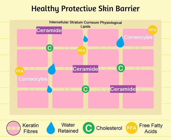 Healthy Protective Skin Barrier