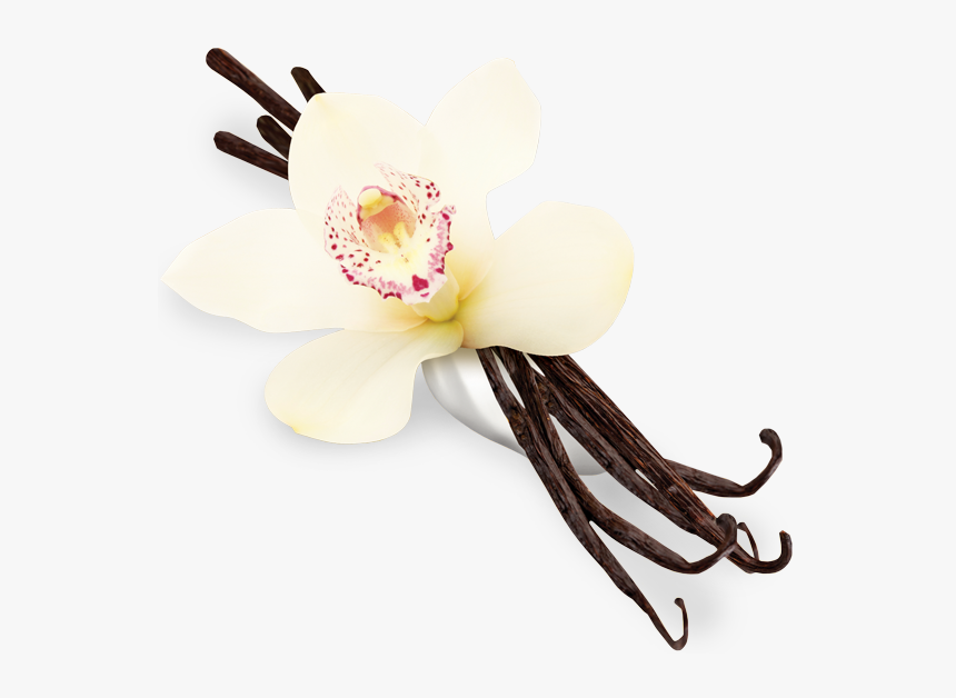 vanilla oil extract is known to have antibacterial and antioxidant properties favoured by cosmetic company