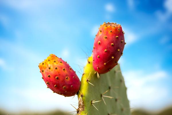 Prickly pear oil contains many healthful compounds a favourite in private label cosmetic manufacturing