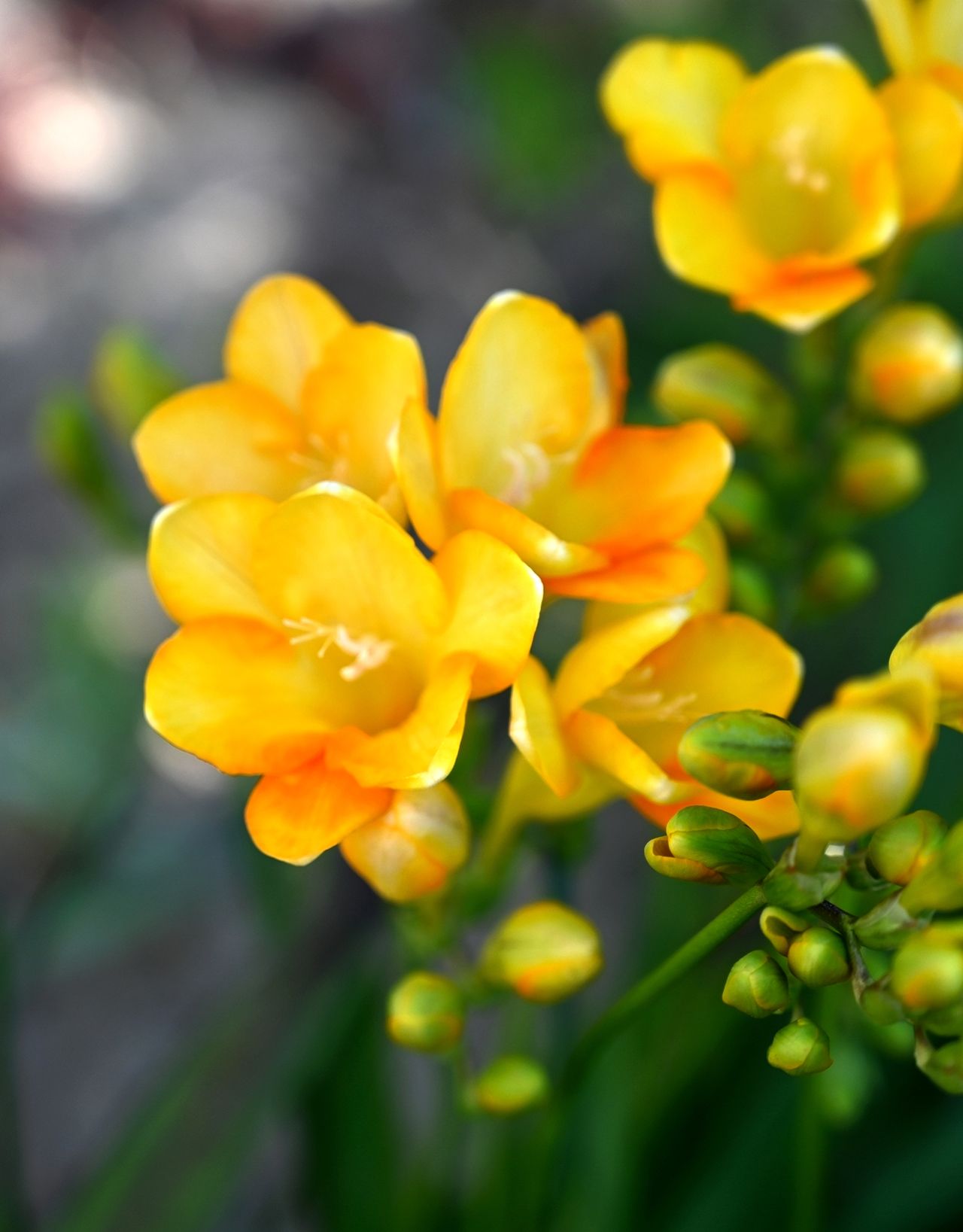 Freesia has a sweet floral, somewhat strong aroma. Its therapeutic healing properties include mind refreshment, enhancing alertness, and strengthening the memory