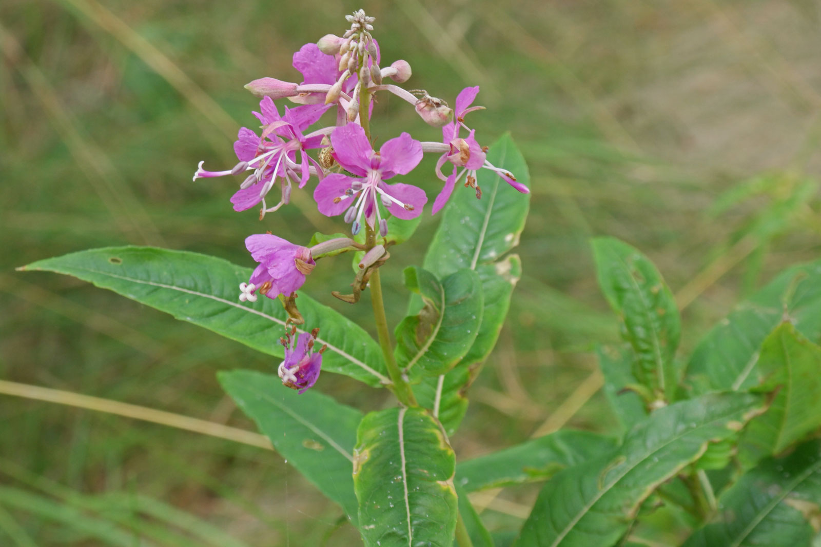 Willowherb is a botanical that has been used for centuries to soothe the skin, especially for those sensitive skin types.