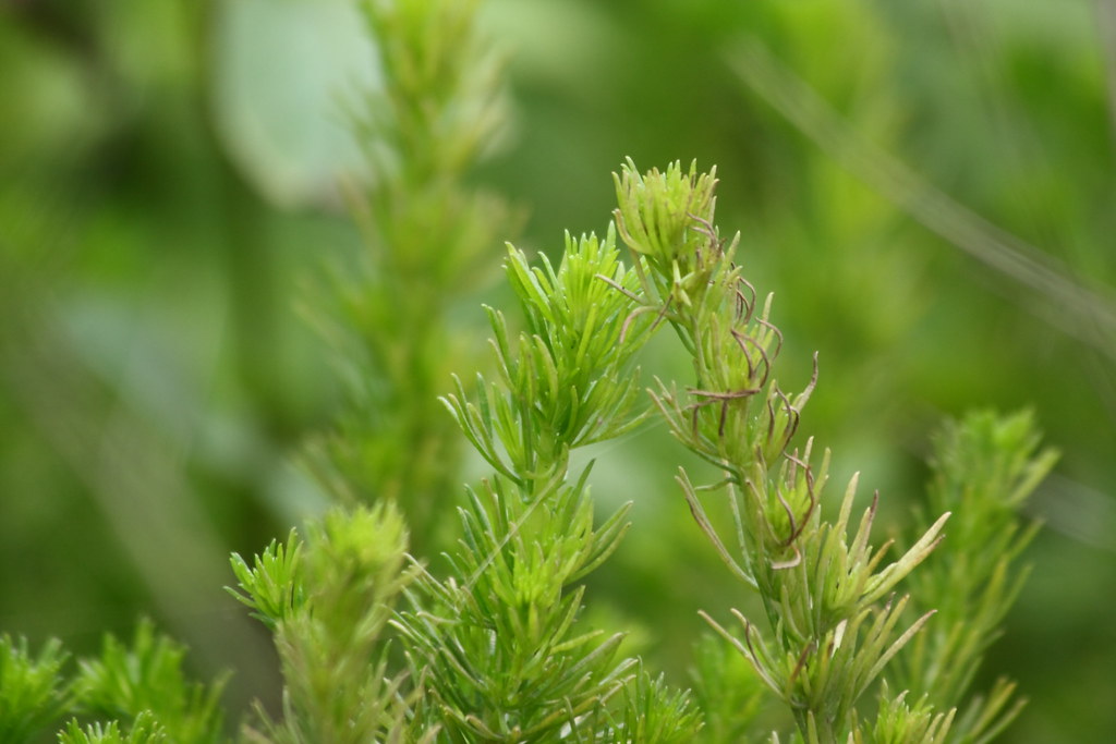 Artemisia capillaris (Mugwort) works to soothe and balance skin with its anti-inflammatory effects