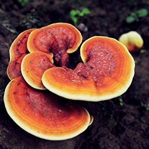 Ganoderma extracts have been used in promoting skin wound healing, mitigating postburn infection, and preventing skin flap ischemia-reperfusion injury
