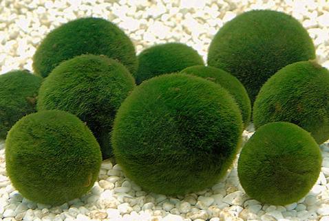 Chlorella extracts is a skin conditioning and protecting agent