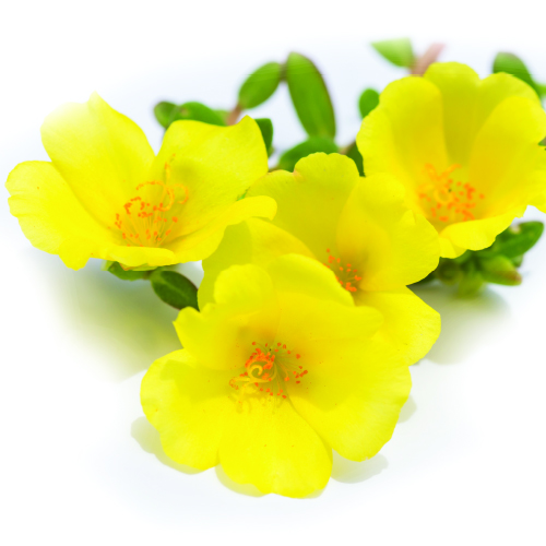 Portulaca Oleracea Extract is rich in antioxidants that fight free radicals