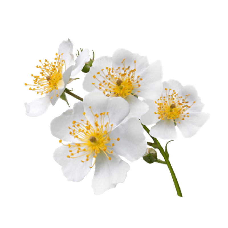 Rosa-Multiflora-Extract is abundant in vitamins and minerals, especially in vitamins A, C, and E, flavonoids, and other bio-active compounds which help to reduce the appearance of pores