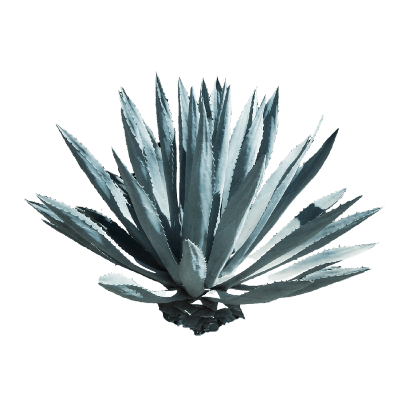 Agave Tequilana is rich in vitamins B1, B2, C, D, K, and provitamin A, not only works to provide excellent moisturise to the scalp but also contains healing, antiseptic, and anti-inflammatory abilities