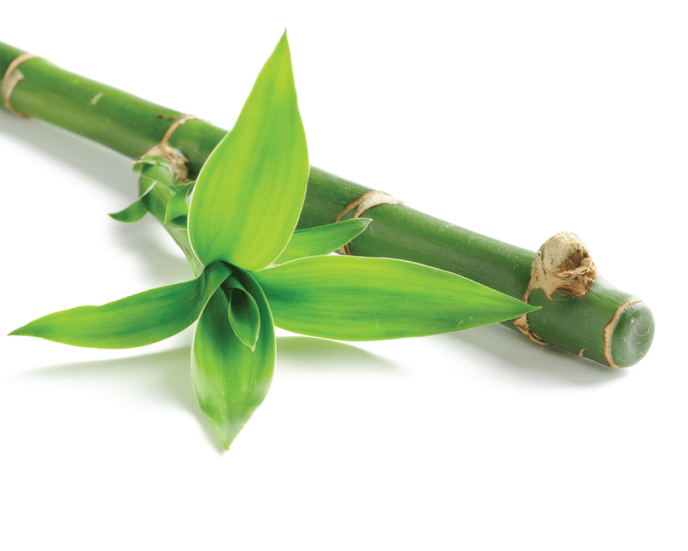 The antioxidants in bamboo help to fight free radicals to minimize the appearance of wrinkles and enhance your skin's radiance.