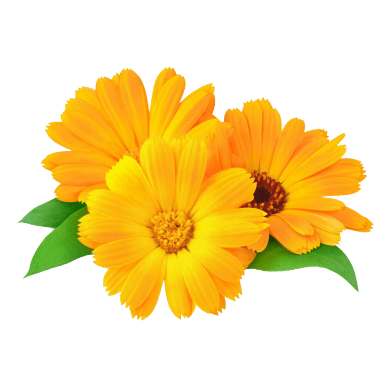 Calendula Officinalis Extract promotes skin tightness, which reduces day-to-day damage, and also increases hydration within the skin