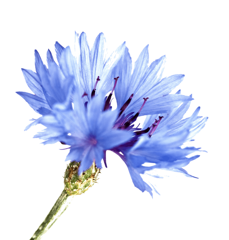 Also known as bluebottle or blue poppy, Cornflower has powerful antibiotic, antioxidant, and antiseptic properties