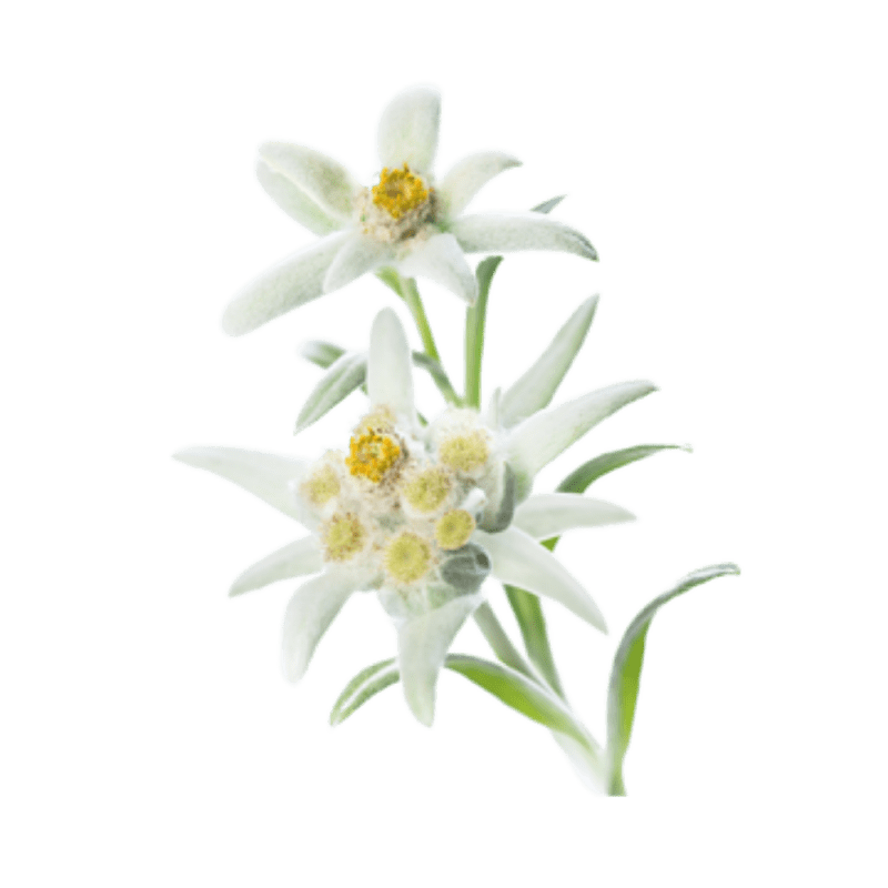 Edelweiss extract is a particularly powerful antioxidant – it has even more potency than vitamin C.