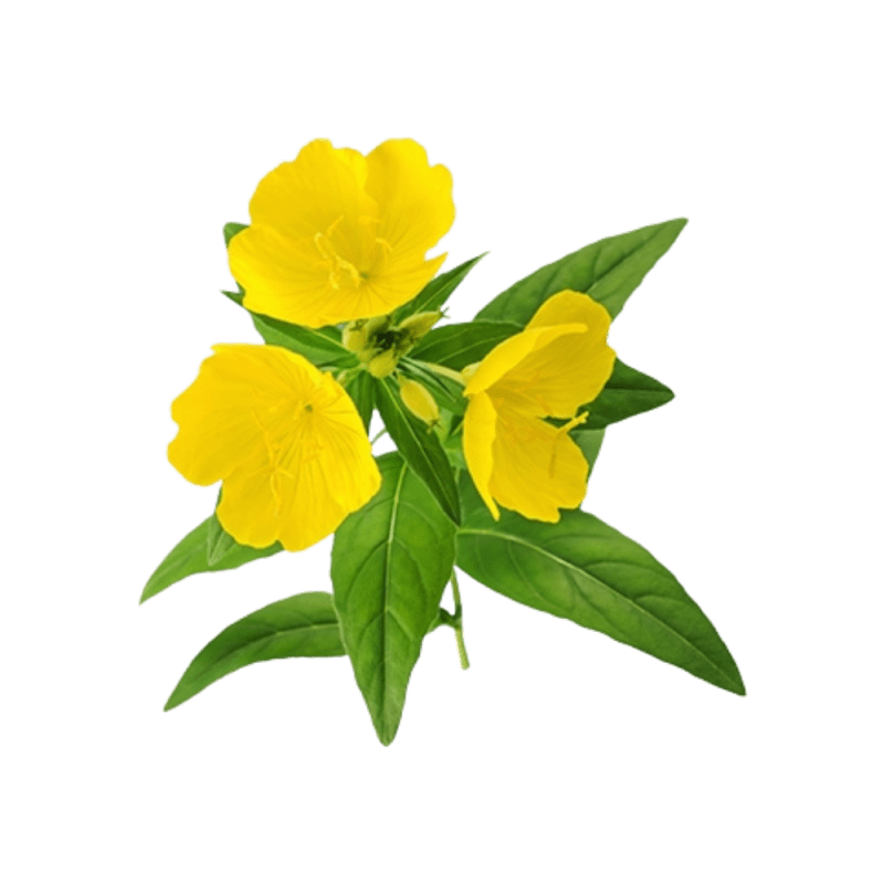 Evening Primrose Oil makes an ideal moisturizer to enhance skin health, leaving the complexion looking rejuvenated