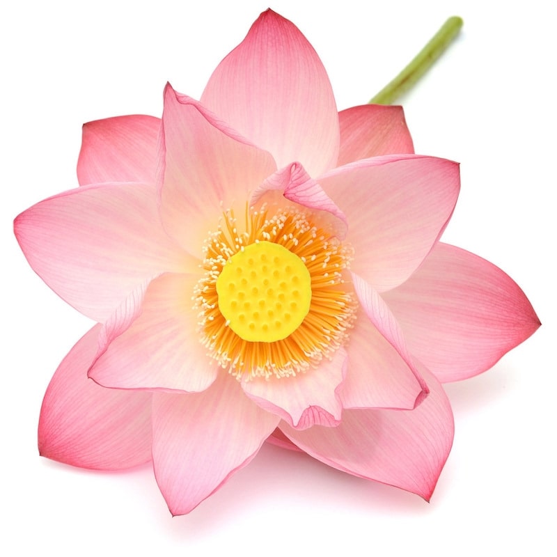 Nelumbo Nucifera also known as Lotus Flower is riched in vitamin C which is known for its strong antioxidant properties.